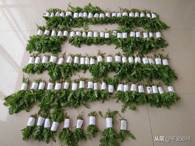 男子为尝鲜荒院内种250株罂粟苗