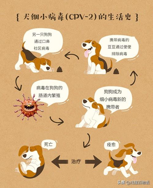 犬细小病