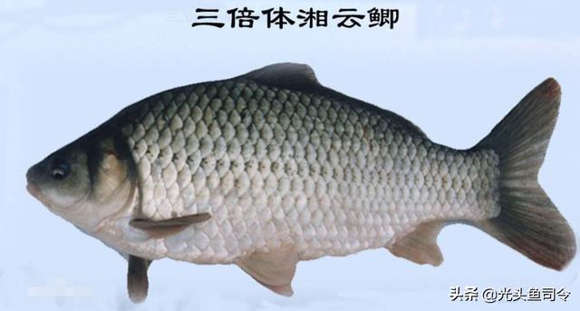 扁平圆形的鱼是什么鱼（身体扁平嘴是圆形的鱼）