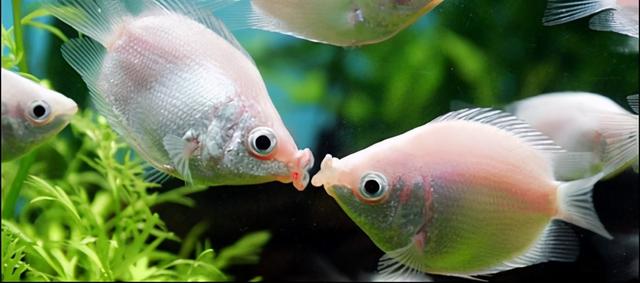 接吻鱼怎么养