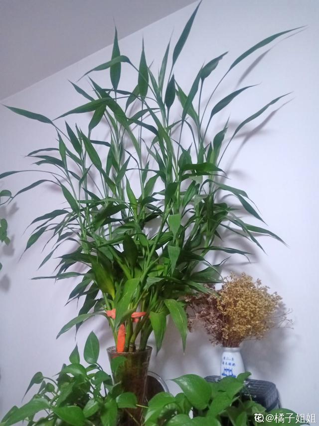 植物图片及名称大全（80种常见植物图解）(76)