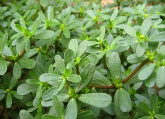 这6类蔬菜自带“毒素”，吃前务必焯水，看看有你爱吃的吗？