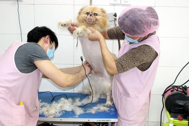 广州宠物领养 广州宠物领养（广州宠物领养中心官网） 动物