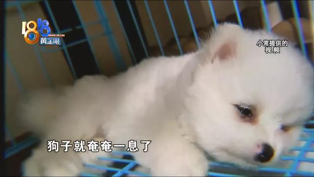 博美犬视频