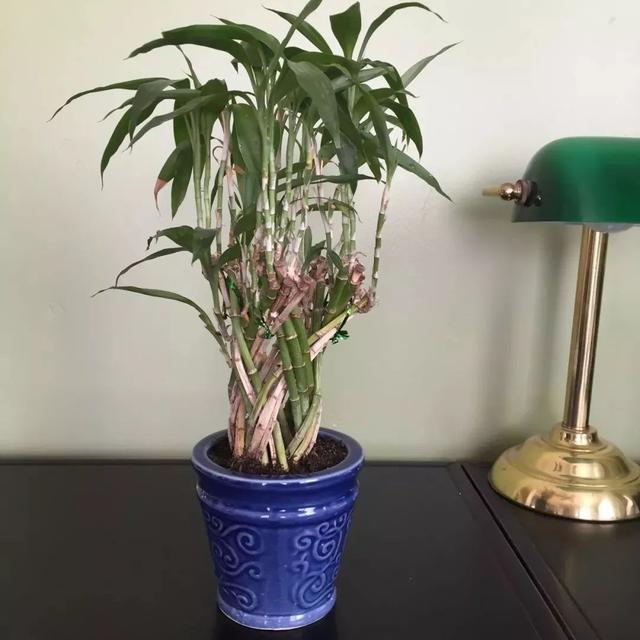 富贵竹的养殖方法 富贵竹的养殖方法（富贵竹的养殖方法和注意事项水养怎样施肥） 生活