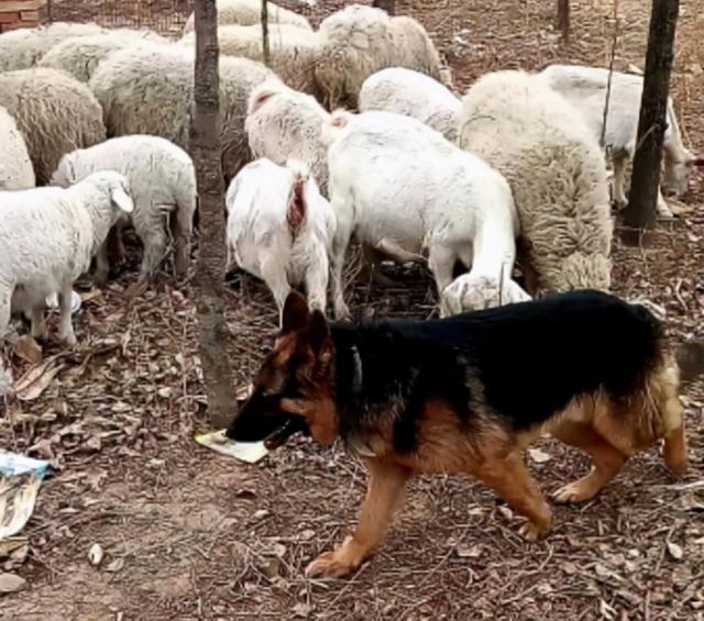 中华田园犬为什么禁养