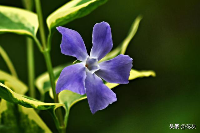 花叶蔓长春花