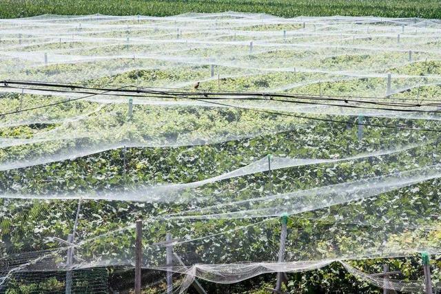 被称为“鬼画符”的虫害，经常为害瓜菜种植，农民如何科学防治？6