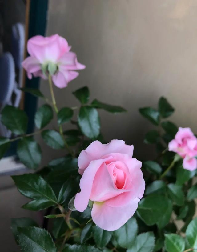 月季花品种