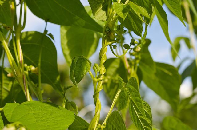 架豇豆栽培技术要点