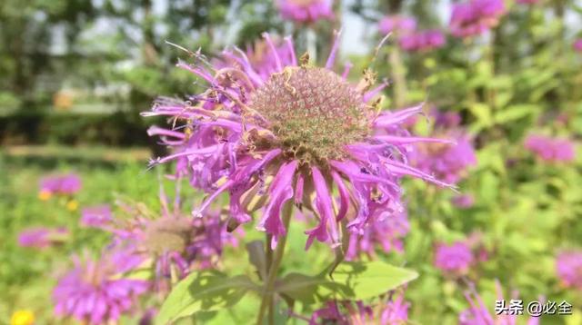 北方宿根花卉