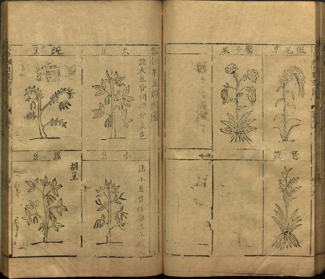 李时珍巨著《本草纲目》插图上卷（1596年刻本）