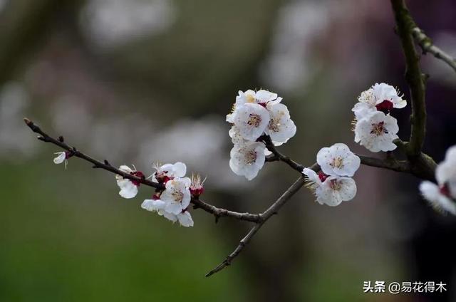 十大名花