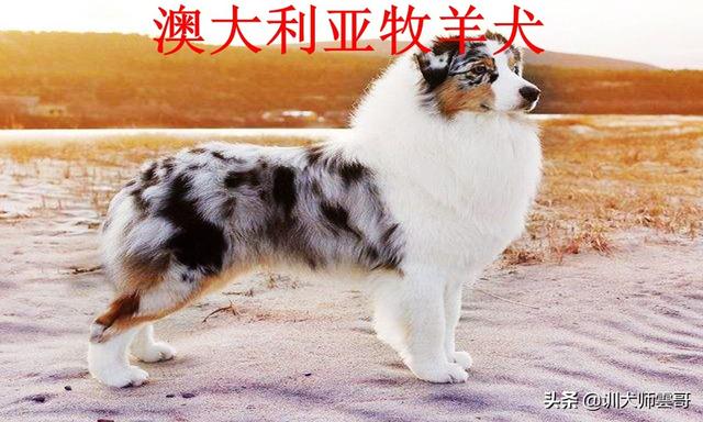 牧羊犬图片