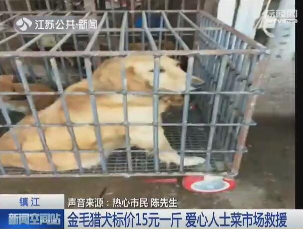 金毛猎犬多少钱