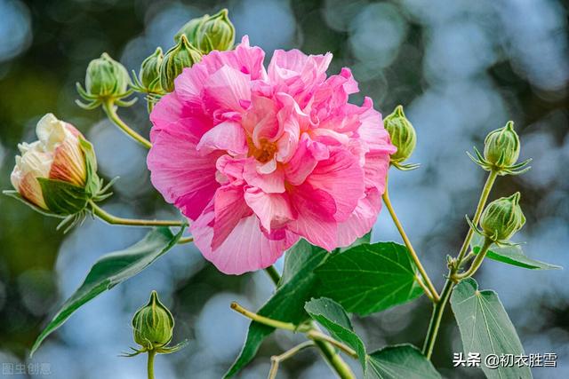 木芙蓉 木芙蓉（木芙蓉花语） 生活