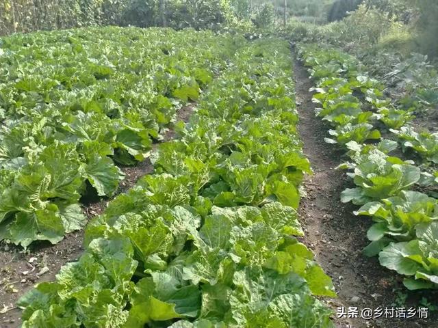 种植蔬菜，学会用米醋喷施好处多多，老农亲自分享经验7