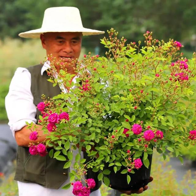 月季花品种介绍