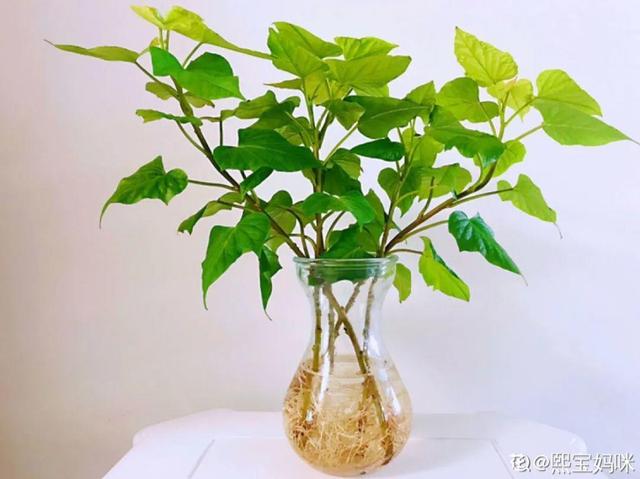 碰碰香有毒吗 碰碰香有毒吗（植物碰碰香有毒吗） 生活
