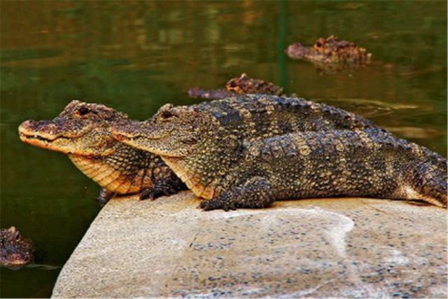黄河底下有什么生物，黄河流域现扬子鳄化石，生活在长江下游的它们，几万年前曾经北上