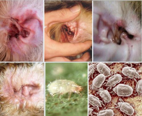 狗狗耳朵细菌感染(狗耳朵细菌感染怎么引起的)-艾拉养犬