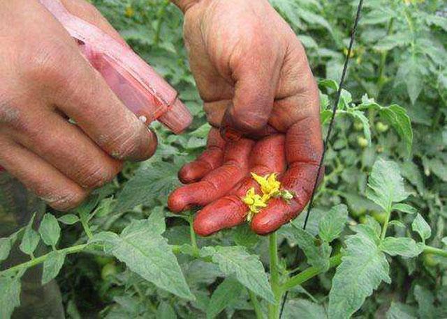 番茄种植，2, 4-D药害影响番茄的产量和品质，该如何进行预防呢？