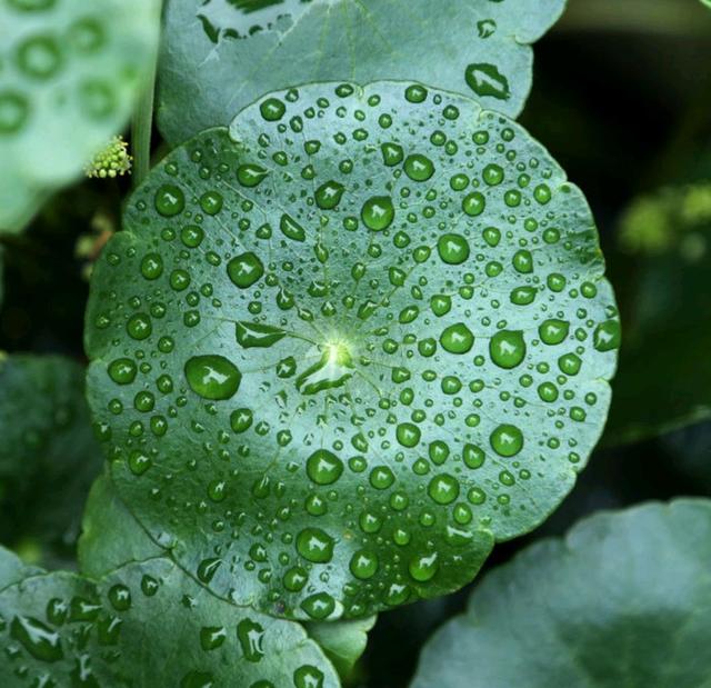 水培植物 水培植物（水培植物根部长绿苔） 生活