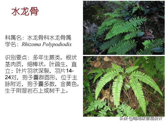 常见水生植物 常见水生植物（珠江口常见水生植物） 生活