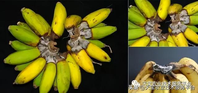 香蕉这是缺素还是病害了？12