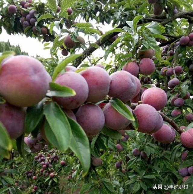 资深农户分享李子种植的四个要点，规范管理结出高质量果子！7