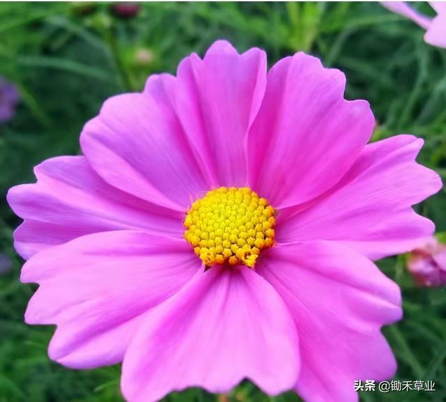 格桑花波斯菊