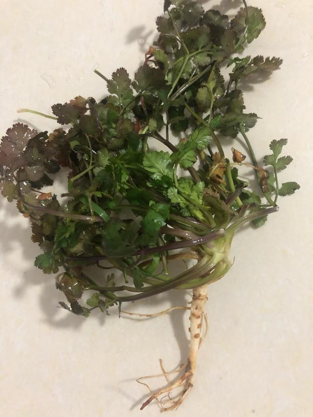 芫荽是什么 芫荽是什么（芫荽是什么意思） 生活