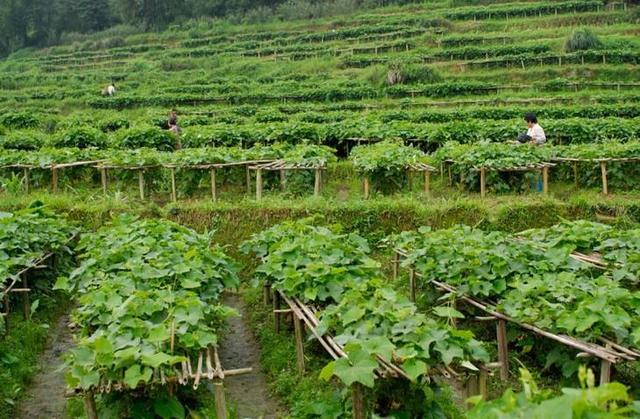 龙须菜种苗哪里有卖 详细分享龙须菜的荒山种植技术,提高农民经济效益