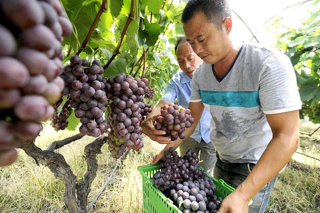 果实膨果上色，用什么冲施肥好？老韩多年果树，肥料研究分享2