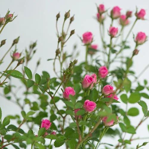 月季花品种