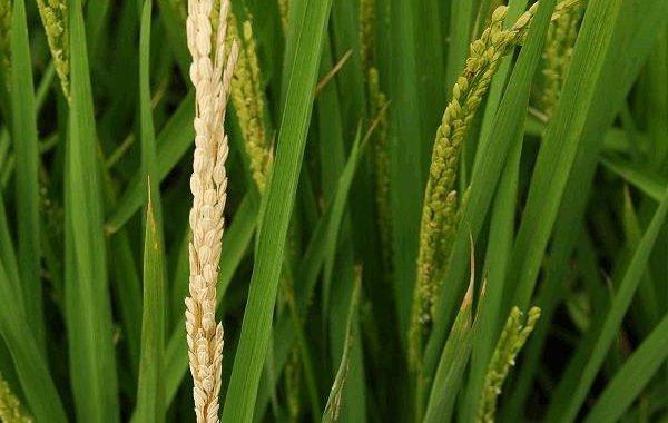 水稻二化螟发生后，必须采取有效防治措施，教您3招防治技术3