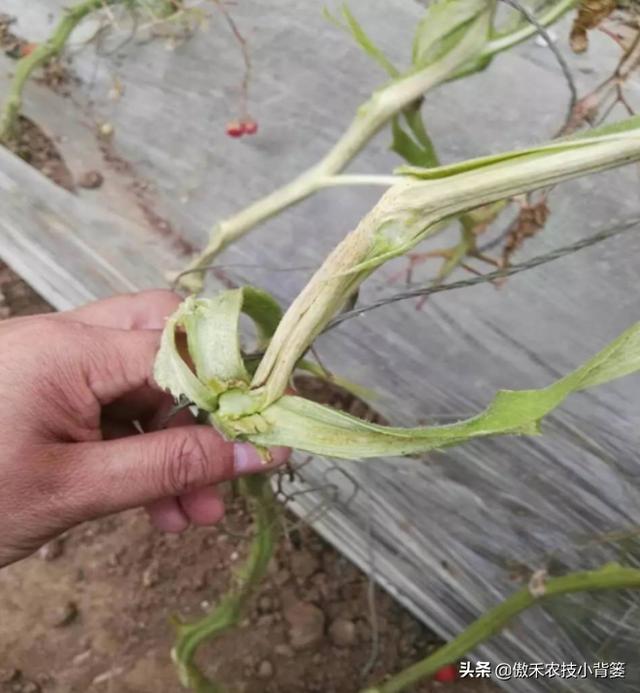 秋季连续阴雨天气多，大棚蔬菜要重点防治这三种高湿性病害8