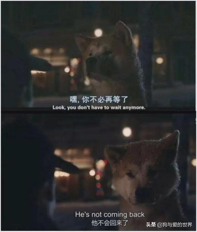 八公犬