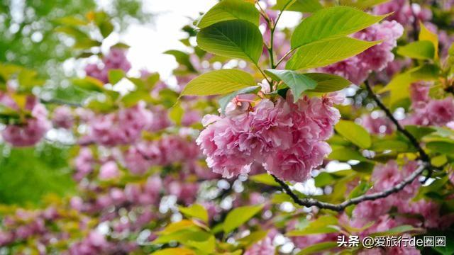 新宿御苑 繁华闹市里美得不可思议的公园 全网搜