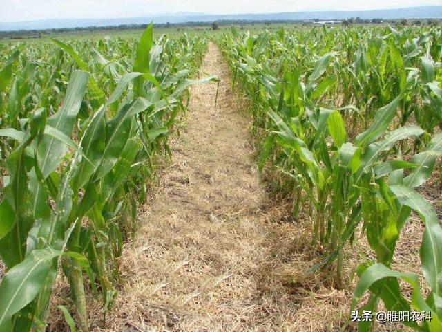 玉米田第一大安全高效除草剂，10片叶以内都能用，除草干净又彻底