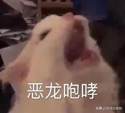 猫原来去猫砂盆现在到处尿（我家米桶被猫当猫砂盆了）(21)