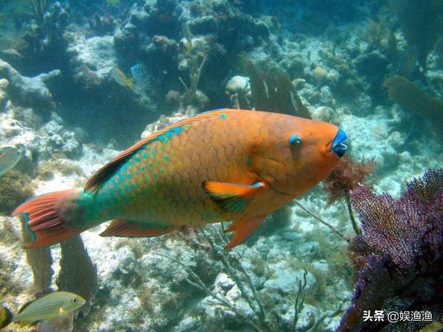 海里的鱼