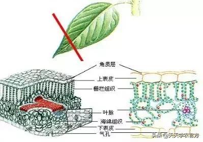 溃疡病——柑橘八大病害之首，2分钟教你如何防治！5