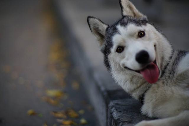 阿拉斯加雪橇犬哈士奇 阿拉斯加雪橇犬哈士奇（阿拉斯加雪橇犬和哈士奇的区别） 动物