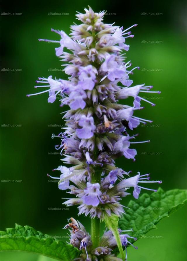 夏天可以種這種花 蚊子 不喜歡 好養還好看 中國熱點