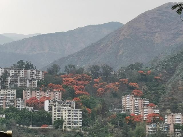 红花楹 红花楹（红华樱花） 生活