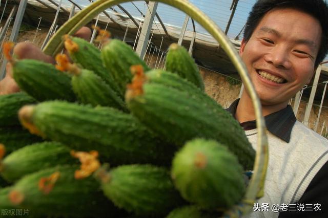 喷什么药不怕雨淋？南瓜、西红柿、黄瓜、茄子、西葫芦都适用3