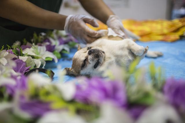 北京宠物市场隐秘的宠物殡葬猫猫狗狗们的死亡宠物火化价目表