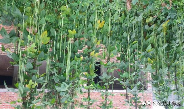 豆角化花是怎么回事