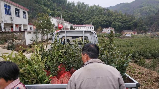 油茶树苗多少钱一棵